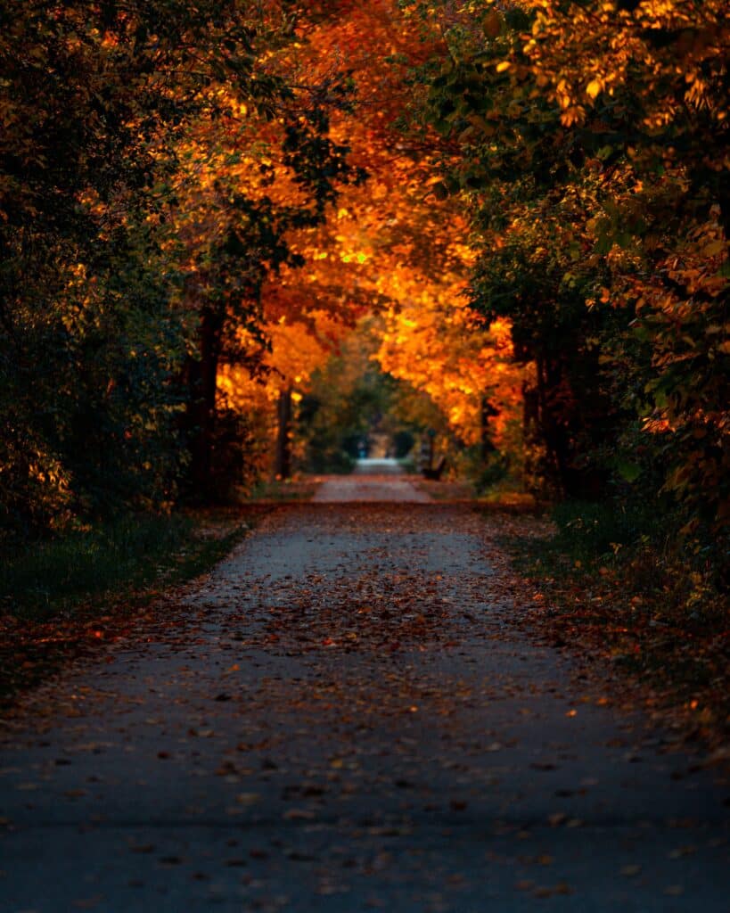 Chemin boisé jonché de feuilles mortes invitant à une promenade romantique durant la foliage season