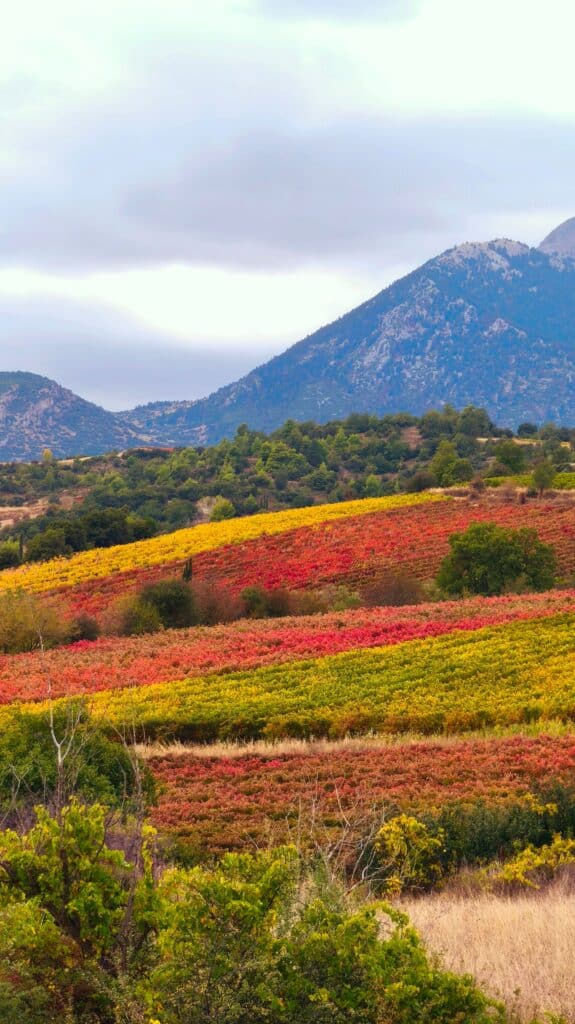 Vignobles aux teintes rouges et dorées s'étendant au pied des montagnes lors de la foliage season.