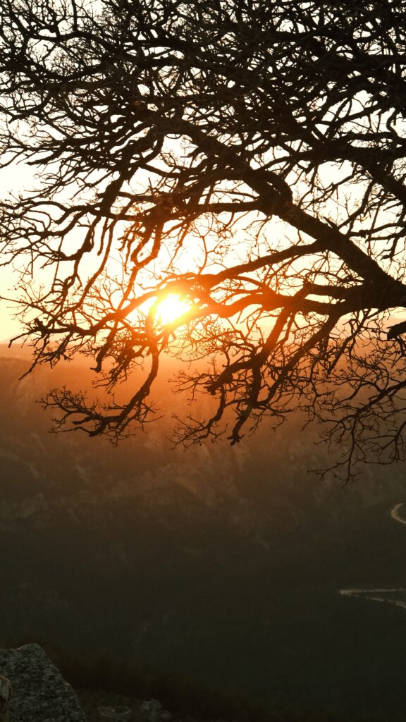 Rayons d'un coucher de soleil flamboyant filtrant à travers les branches lors de la foliage season.
