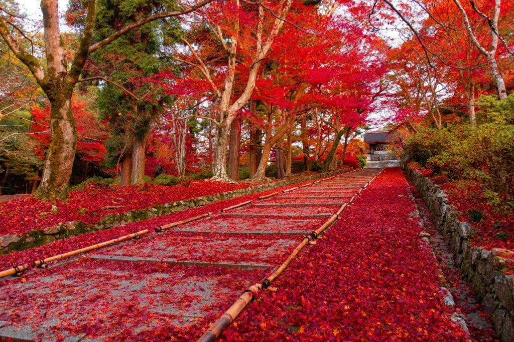 Allée de temple japonais recouverte de feuilles d'érables rouges lors de la Foliage Season en automne.