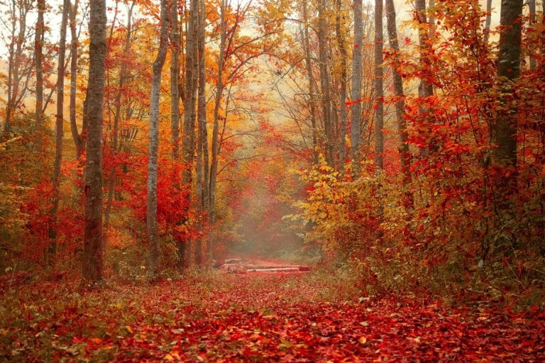 Forêt automnale mystique enveloppée de brume et des teintes magiques de la foliage season.