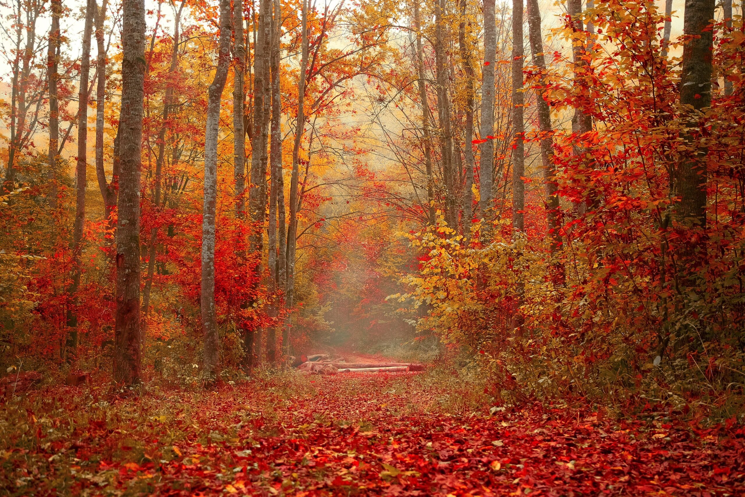 Forêt automnale mystique enveloppée de brume et des teintes magiques de la foliage season.