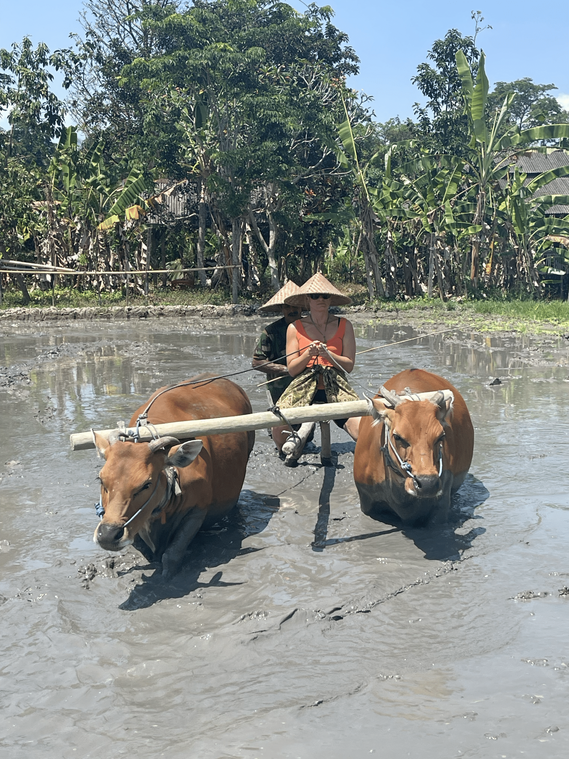 Immersion authentique dans la riziculture traditionnelle à Bali avec des bufflets d'eau au cœur des rizières, une expérience sur-mesure signée Heaven Collection.