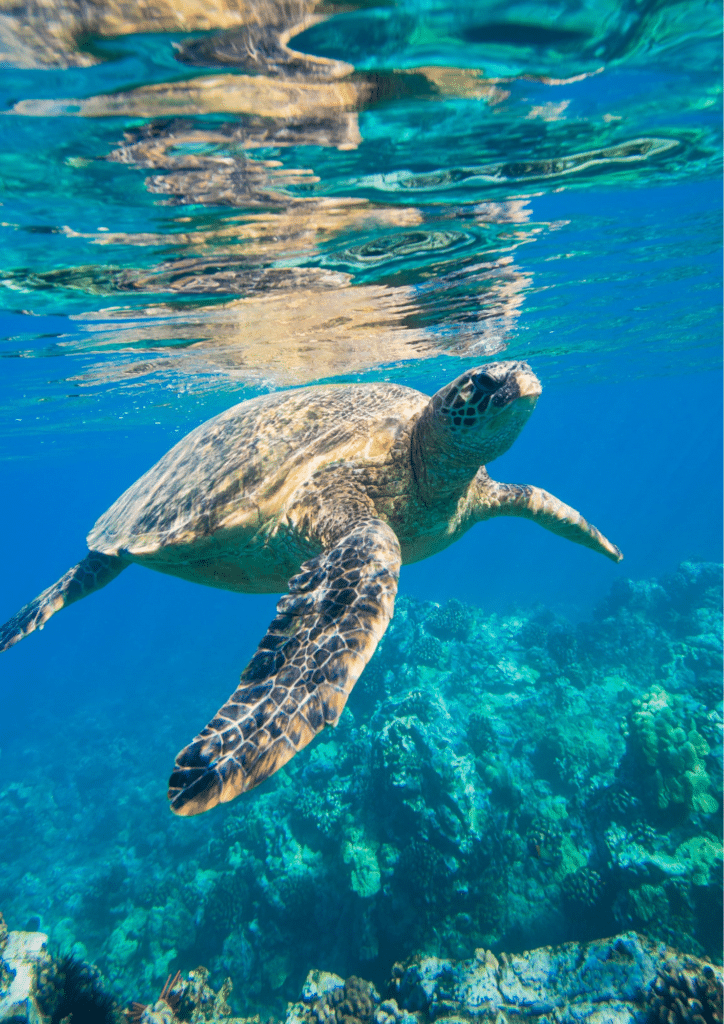 Tortue marine nageant dans les eaux turquoise et cristallines de Bali, exploration sous-marine exclusive imaginée par Heaven Collection.