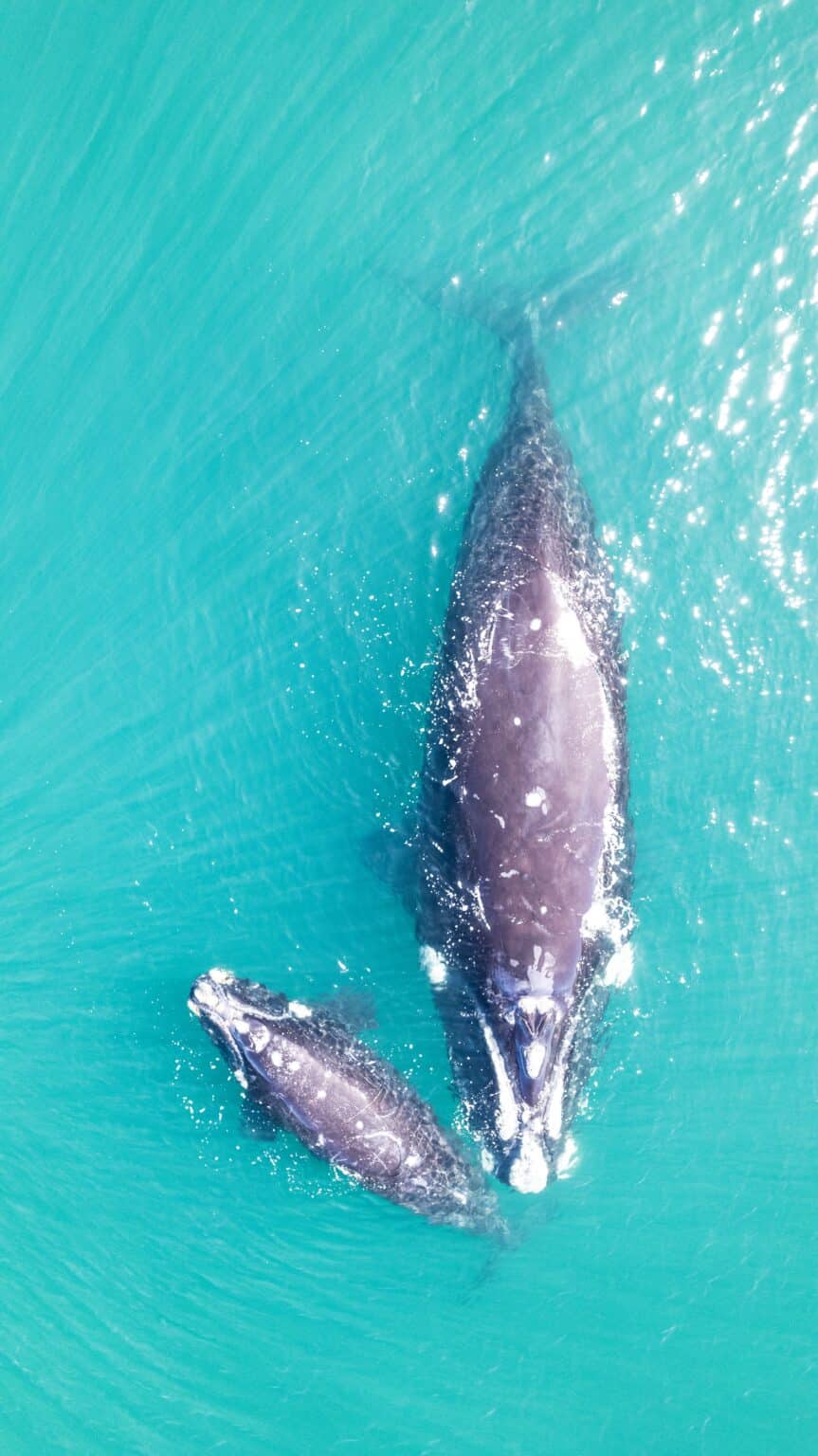 Baleine à bosse et son baleineau nageant dans les eaux chaudes près de Nosy Iranja à Madagascar, moment fort d'un voyage en duo.