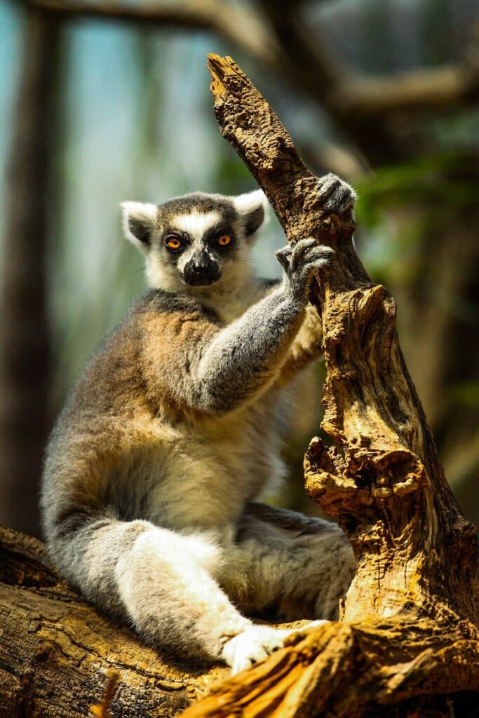 Maki Catta lémurien emblématique de Madagascar perché dans un arbre, observation de la faune sauvage lors d'un voyage sur mesure.